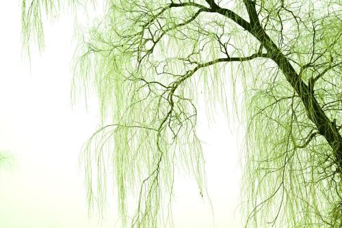 春天描写柳树的优美句子