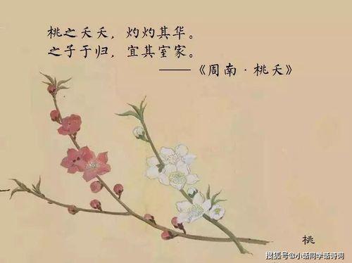 关于桃之夭夭的诗句合集(通用) 类似桃之夭夭灼灼其华的诗句