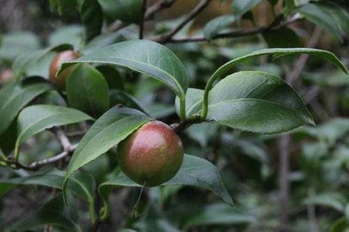 关于茶油的诗句合集(实用) 关于茶油诗句