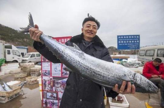 鲅鱼是深海鱼吗 鲅鱼深海鱼还是浅水鱼