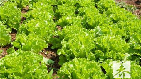 生菜的做法大全 生菜的营养价值及功效