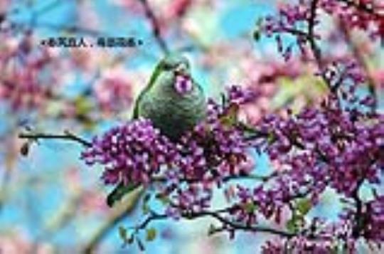 关于描写春风滋润花的优美句子大全 关于描写春风的诗句古诗