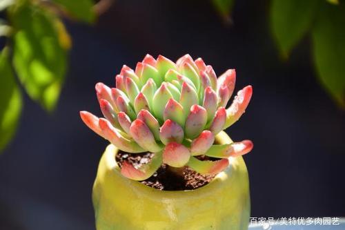 描写新生多肉的唯美句子