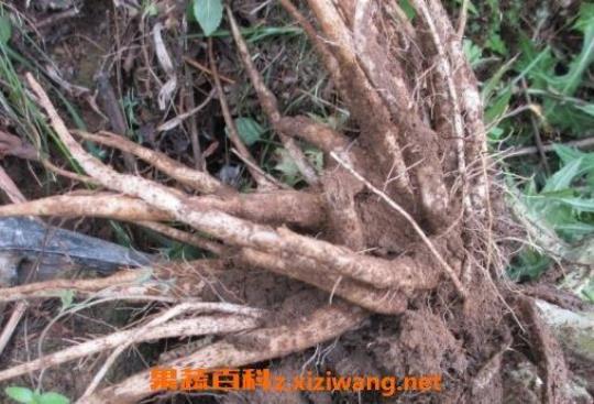 铁泥巴刺根的药用价值
