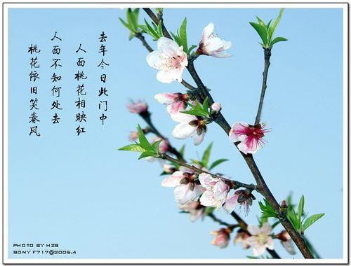 关于花儿的古诗词合集(精选) 有关花儿的古诗词
