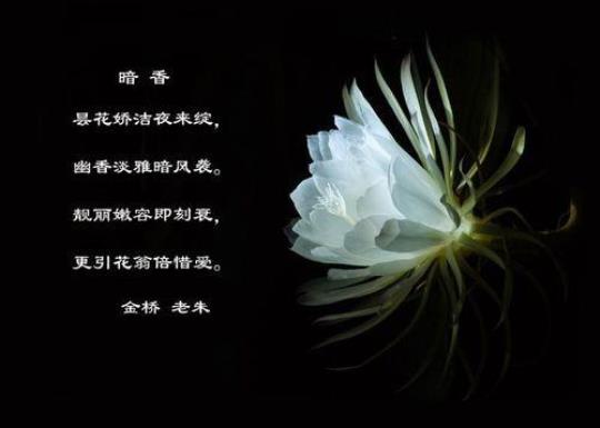 关于昙花可以用什么诗句来形容合集(优选)