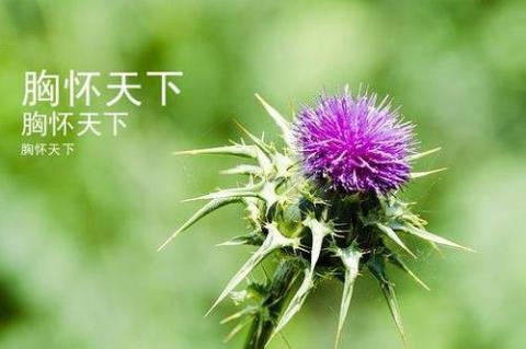 关于心胸博大唯美句子大全 心胸博大的诗句