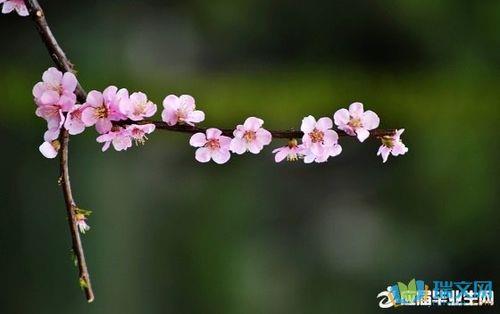清朝描写桃花的优美句子
