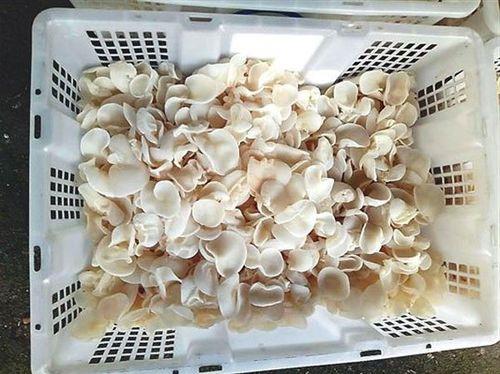 关于赞美白玉木耳的诗句合集(通用) 关于赞美白玉兰花的诗句