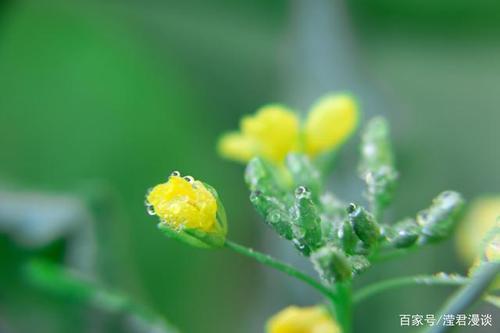 关于清风明月细雨的优美句子大全