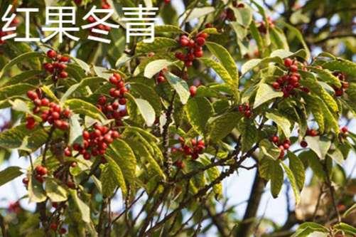 关于冬青的唯美句子大全 北美冬青的唯美句子
