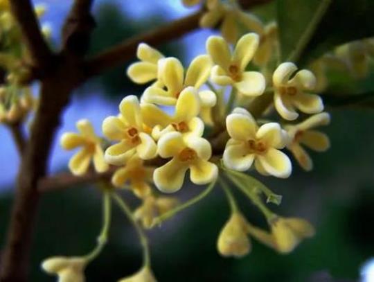 关于桂花香的经典诗句合集(实用) 桂花香经典句子