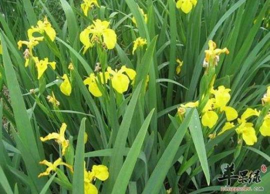关于有花菖蒲的古诗词吗合集(实用)