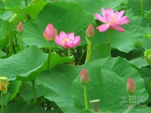 关于形容池塘里的荷花诗句合集(实用) 池塘怎么形容词语