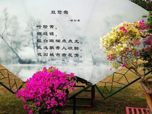 关于游玩赏花的古诗词合集(精选) 关于游玩赏花的诗