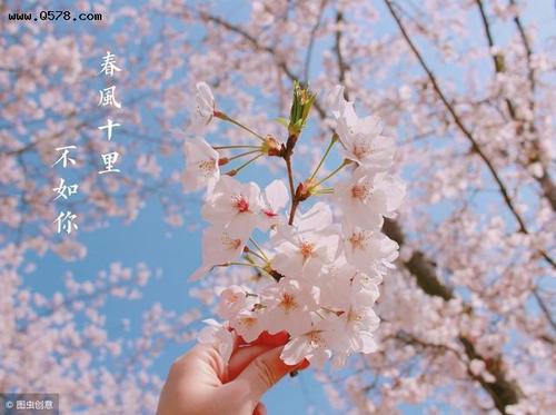 关于樱花刚开的诗句合集(精选) 关于樱花刚开放的诗句