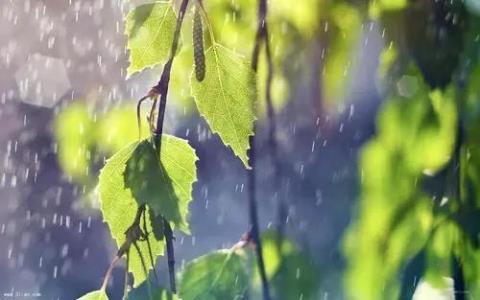 关于清晨夏雨唯美句子大全