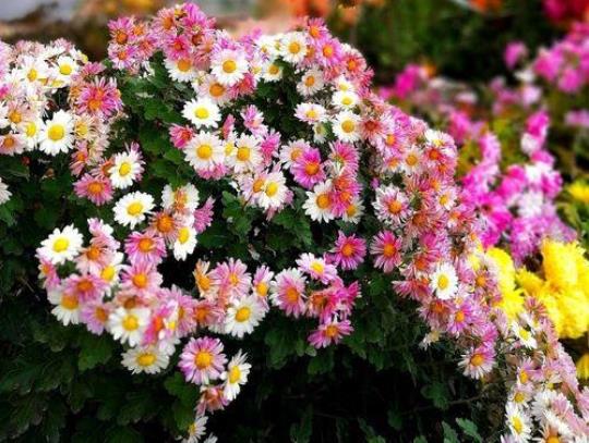 关于春花秋菊的诗句合集(实用) 不论秋菊与春花什么意思