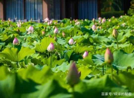 关于与朋友赏荷唯美句子大全