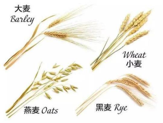 黑麦和全麦的区别