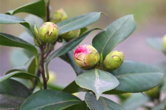 关于形容山茶花花苞的诗句合集(精选) 关于形容山茶花的句子