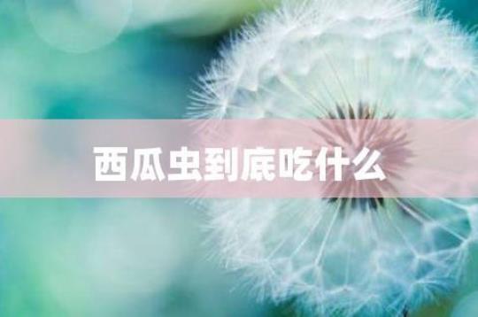 为什么西瓜里面没有虫子