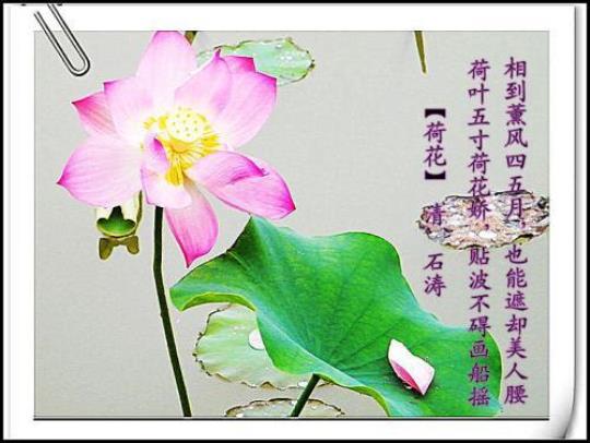 关于荷花颜色的诗句合集(精选) 关于荷花颜色的诗句