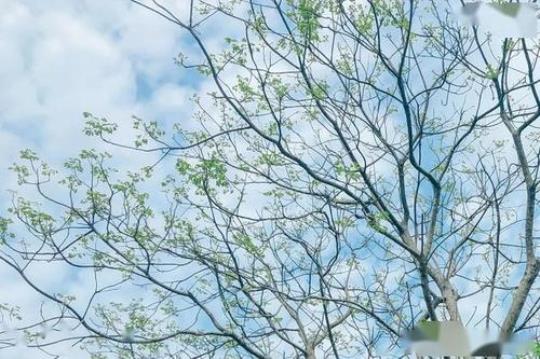 关于形容春末好天气的诗句合集(通用) 形容春末的成语