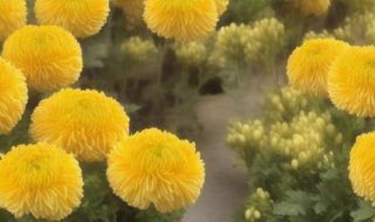 菊花茶怎么搭配