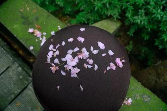 关于落花雨优美句子大全 关于落花的优美句子