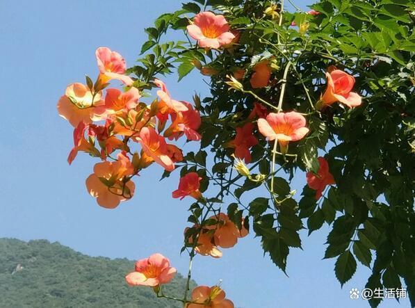 关于凌霄花开的优美句子大全 关于凌霄花优美的句子