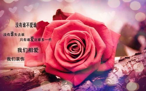 相册照片唯美句子