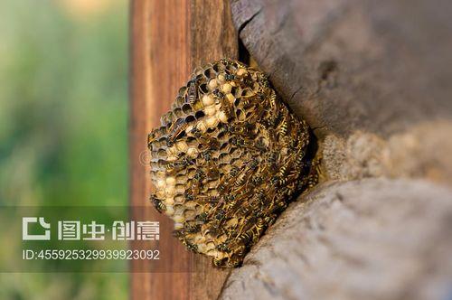 关于蜂窝的诗句合集(实用) 描写蜂窝的诗句