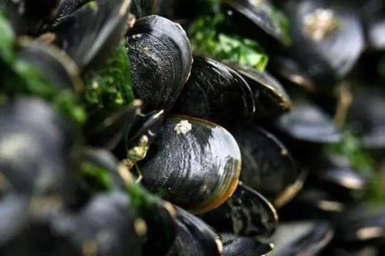 哪些人不适合吃淡菜？