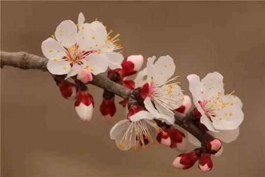 形容侧芽的诗句