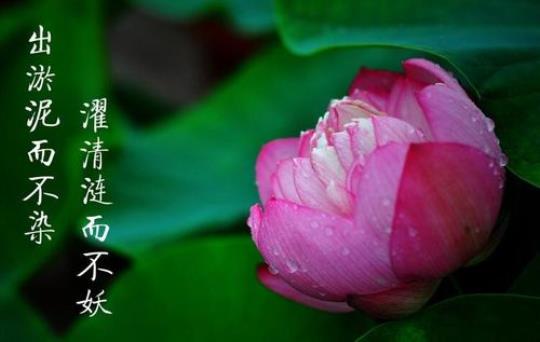 关于莲花的诗出淤泥不染的诗句合集(优选)
