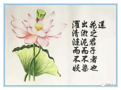 关于用莲形容廉洁的诗句合集(优选)