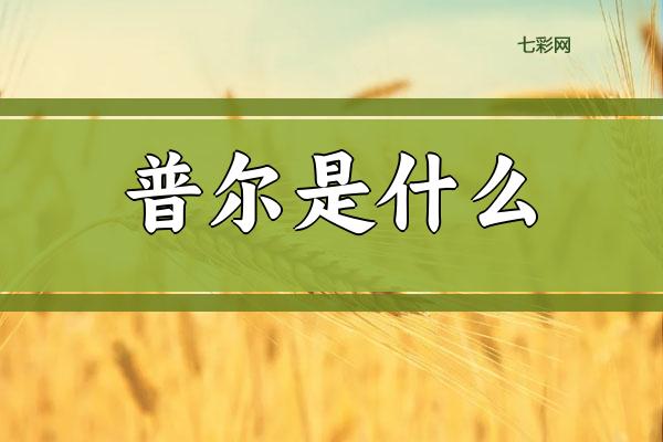普尔是什么