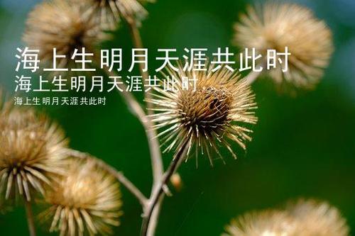 关于看到皎月心情的句子大全 看到雪的心情