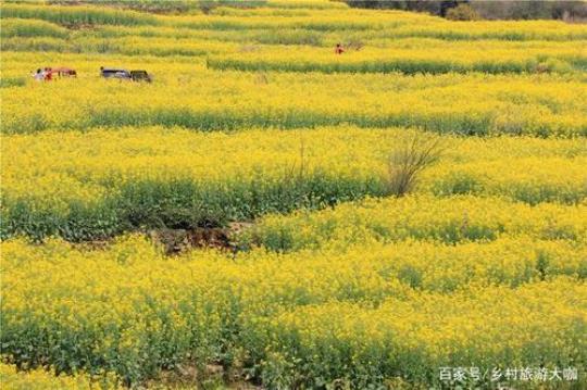 皖南油菜花几月去最好？