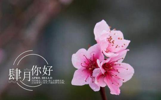 关于四月的思念唯美句子大全 关于四月思念的诗句