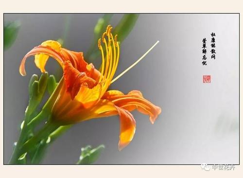 萱草花开了的优美句子