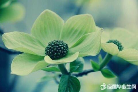 关于鲜花送给你们的优美句子大全 关于鲜花送给老师的作文