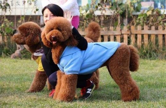 巨贵犬（了解巨贵犬的品种特点和饲养方法）