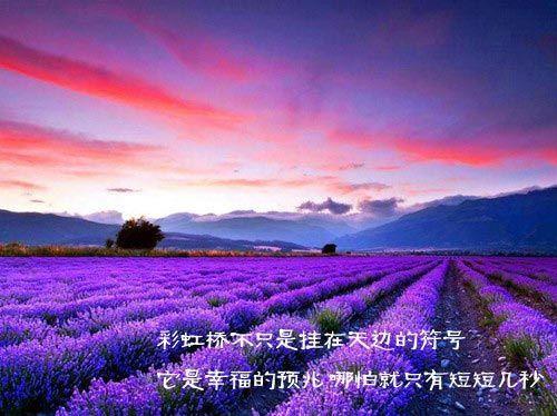 关于写校园风景唯美句子大全 关于校园风景的作文300字左右