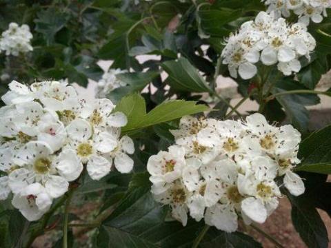 关于山楂花的唯美句子大全 山楂图片唯美动漫