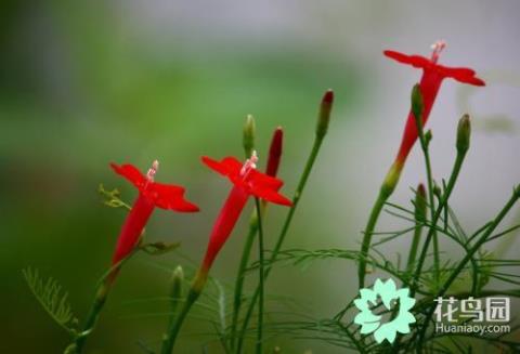 关于茑萝花的诗意唯美句子大全