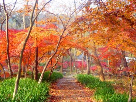 南京栖霞山一日游攻略（景点介绍路线规划注意事项）