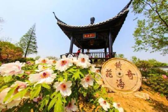盐城黄尖镇牡丹园门票价格及购买方式