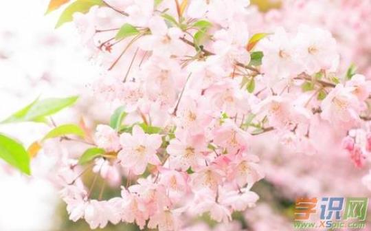 关于形容樱花的句子唯美短句大全 关于形容樱花的诗